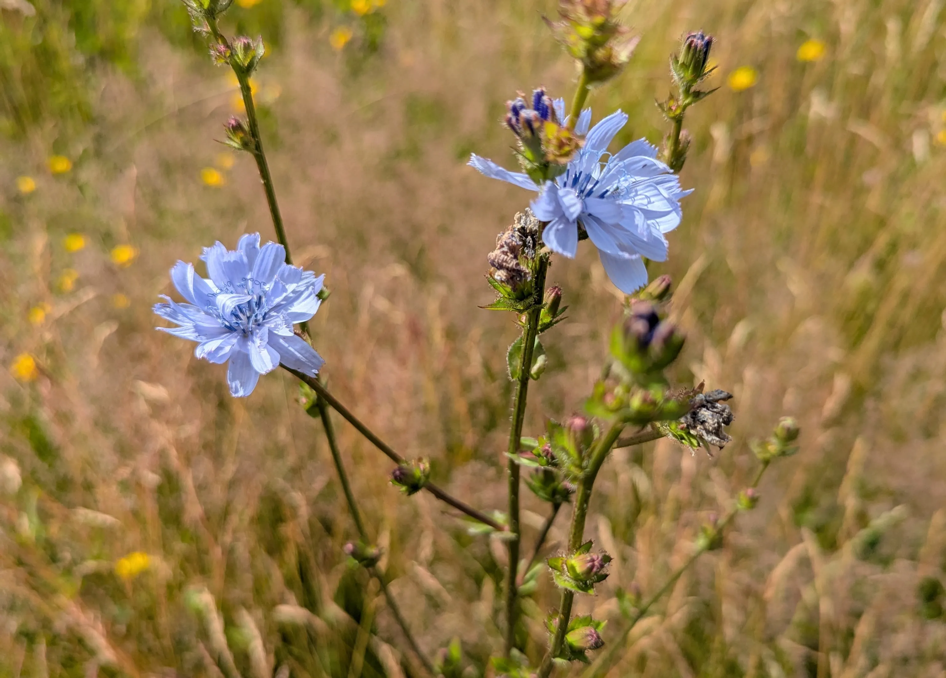 Nature picture